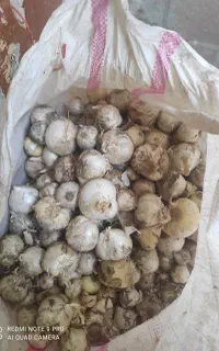 موسیر کوهی درجه یک