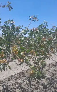 پیوند‌پسته