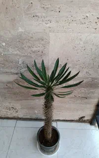 نخل ماداگاسکار بسیار سرحال و شاداب