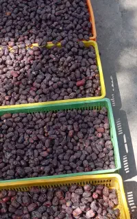 خرمای درجه 2