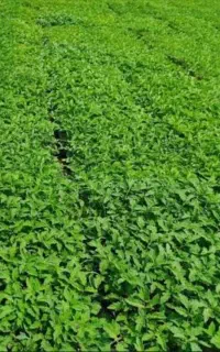 نشا گوجه فرنگی
