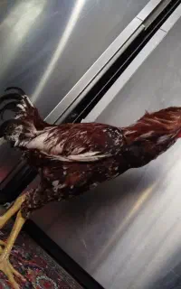 خروس.