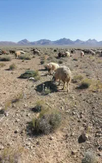 بره لاغر