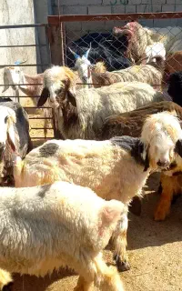 بره بختیاری