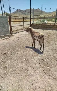 نر بز