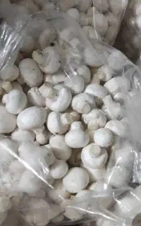 فروش کمپوست مصرف شده