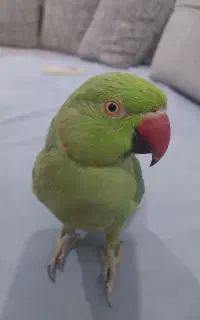 طوطی  ملنگو دستی..نی انبون