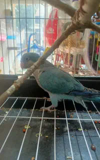 دو عدد جوجه راهب ۲ ماهه