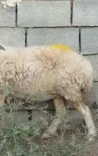 میش آبستن  دندان میانه خوشکل