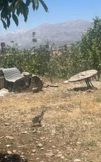 جوجه غاز دوماهه