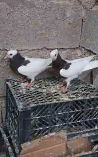 جوجه طوقی