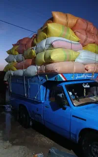 کاه گندم وجو بدون خاک
