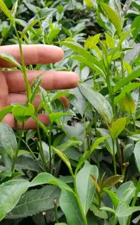 فروش برگ سبز و سیاه چای طبیعی ۱۴۰۵