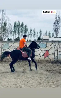 اسب نریان کرد۳ ساله