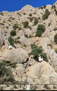 بز چاق و آبستن سنگین