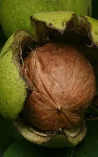 گردوتازه نهاوند90