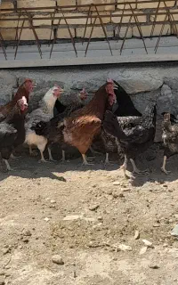 مرغ جوان