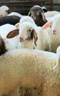 گوسفند،زنده فروش بره نذری.عقیقه مصارف خانگی باقصاب