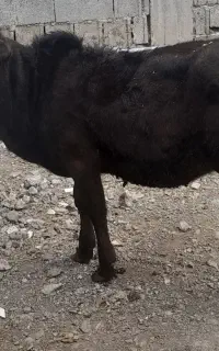 گوساله ماده چالوسی جنس