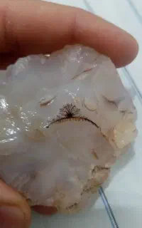 سنگ شجر طبیعی