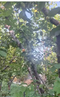 نیاز به باغبان
