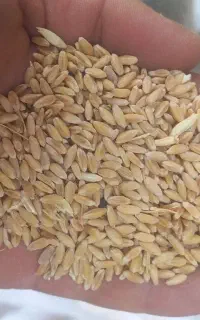 گندم دیمه
