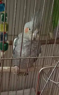 عروس هلندی سخنگو