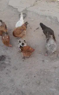 مرغ تخم گذار