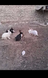 ۶ عدد خرگوش بزرگ فروش می‌رسد
