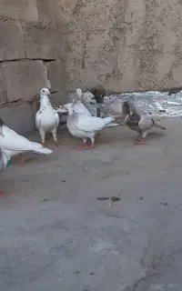کفتر هفترنگ
