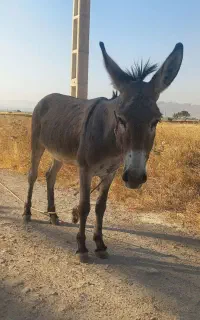خر نر