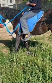 اسب مادیان