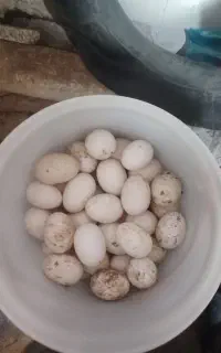 تخم اوردک خارجی