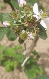 نهال تمشک