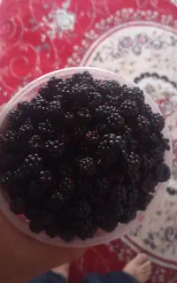 تمشک