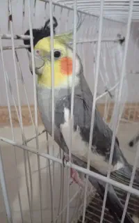 عروس هلندی نر سخنگو