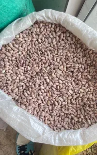 لوبیا چیتی درجه یک بدون هیچ آشغالی