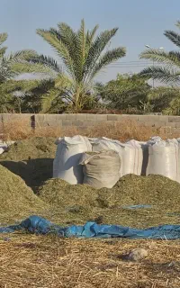 یونجه