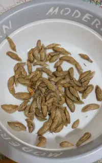 حلزون سالم