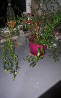 نهال درخت انار