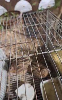 فروش جفت بلدرچین