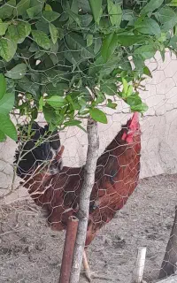 مرغ وخروس