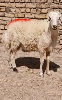 شیشک بروجردی
