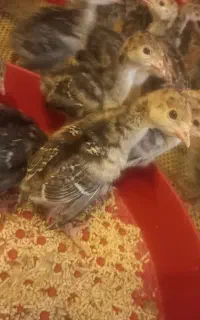 جوجه بوقلمون طلا