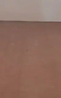موکت ۹ متری