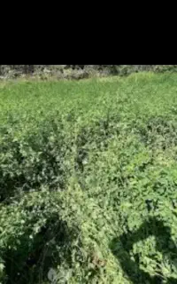 بنام خدا.خریدار یونجه بصورت عمده