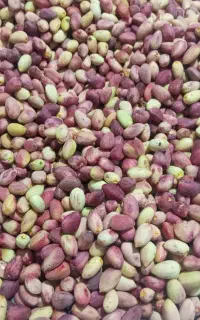 پسته تازه مستقیم از کشاورز