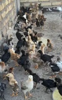 جوجه