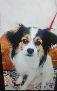 سگ پامر