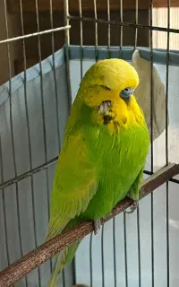 مرغ عشق انگلیسی مولد به شرط